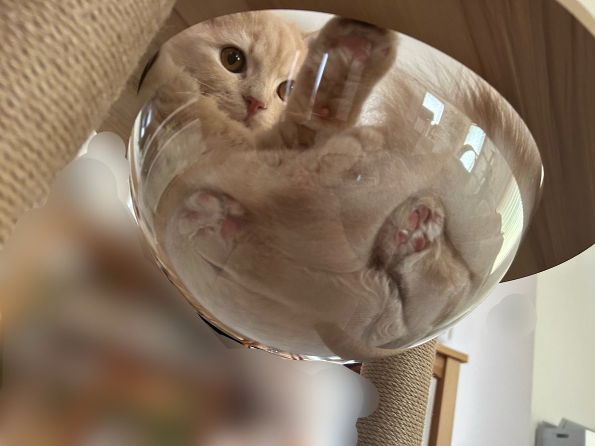らいくん🐾໊ tweet media