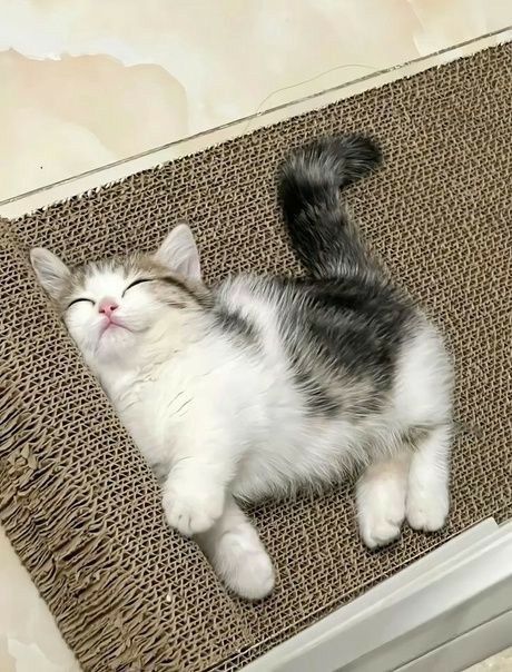 Cat 🐈 tweet media