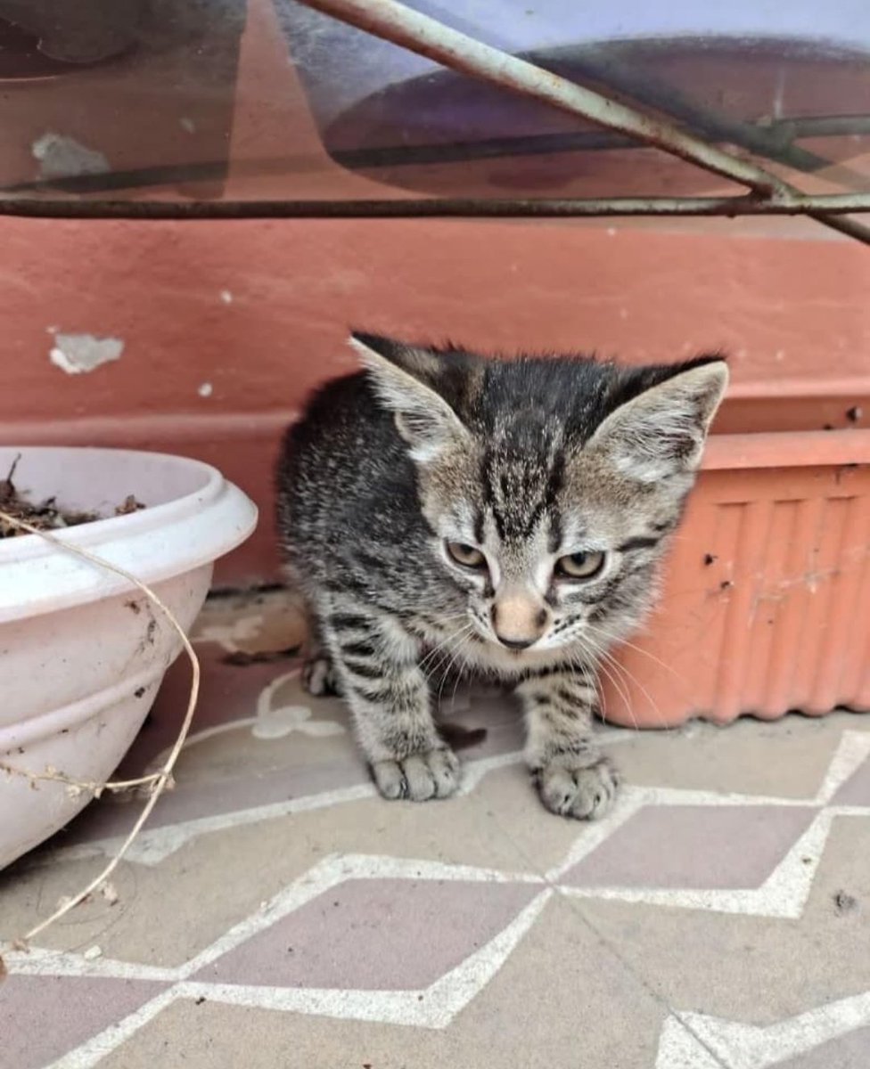 me tiraron este michi en el jardín, si alguien lo quiere me chiflan