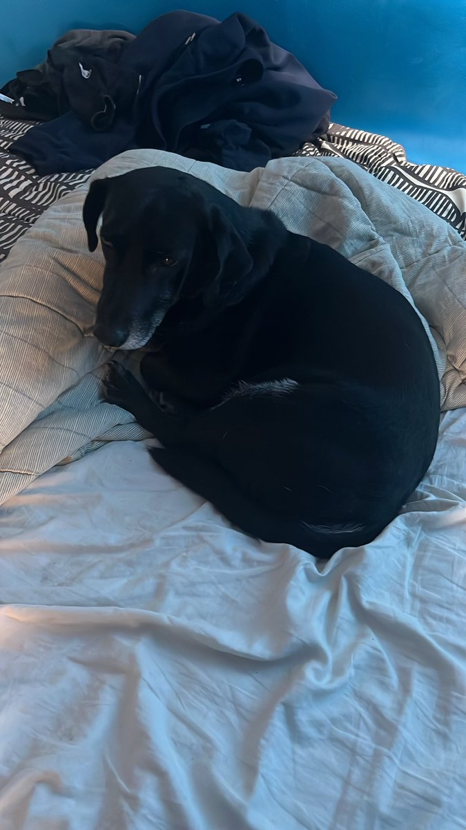 Luis Cohello tweet media