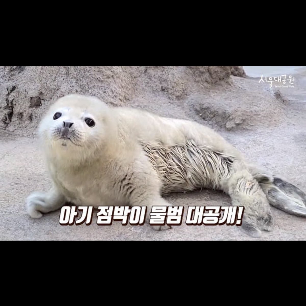 아 정말 이 사진 볼수록 아기물범같구 웃기다 ㅜㅜ
어쩌다 이런 아기물범포즈를..