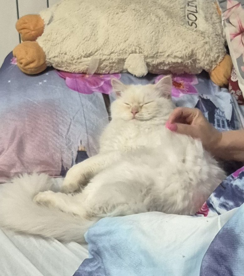 Tomek loves Randal! 🐈 tweet media