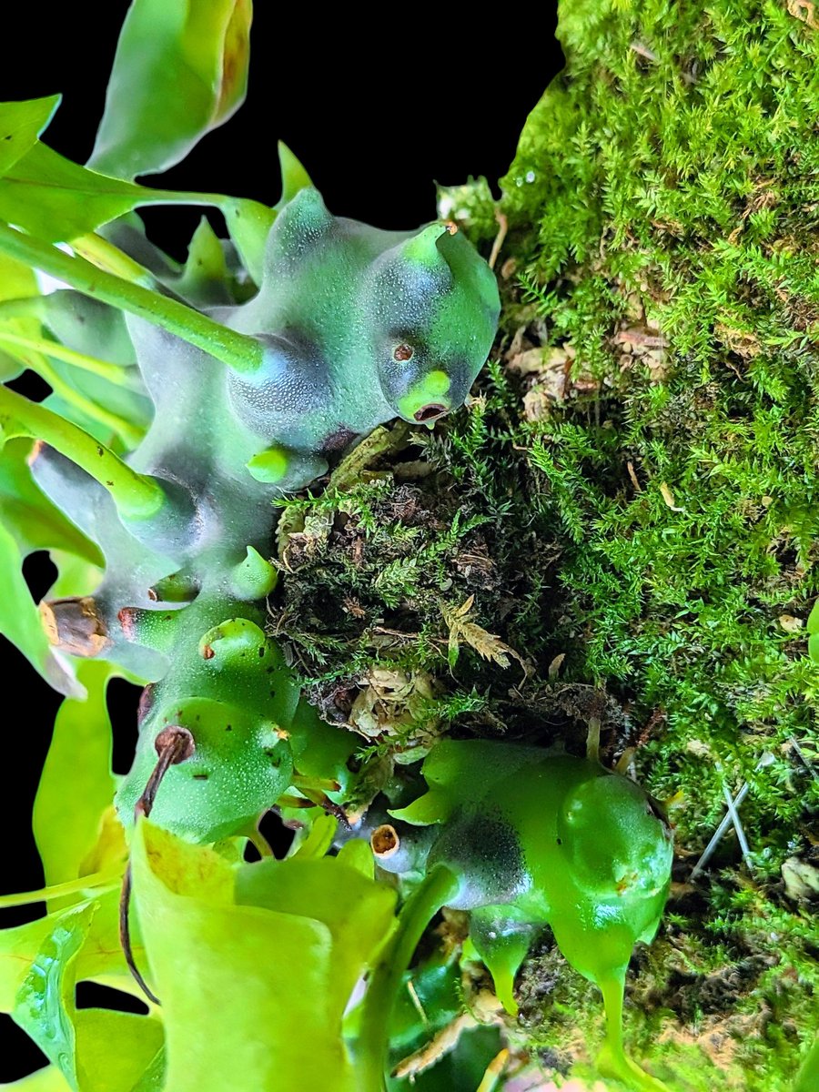 Lecanopteris balgooyi North Toraja, South Sulawesi 順調なバルゴイ