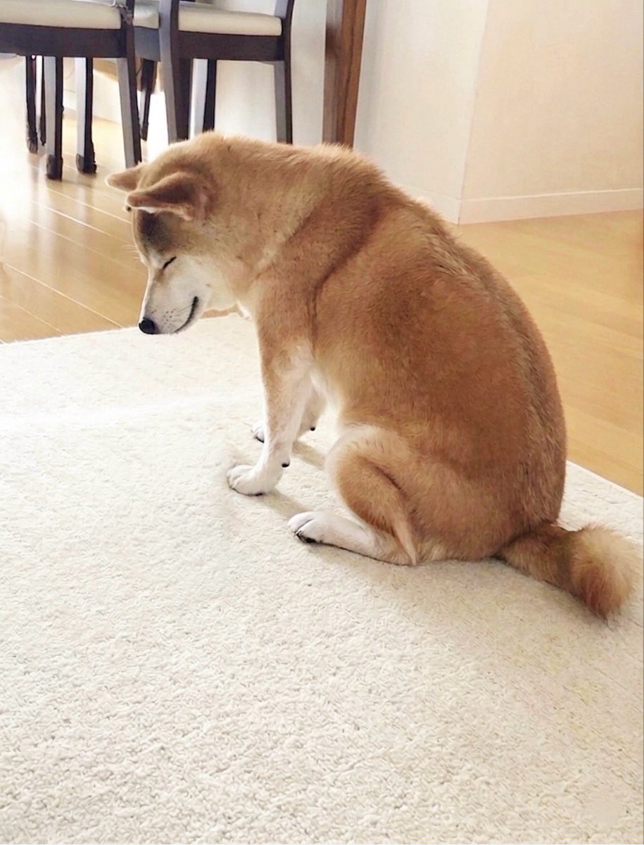 柴犬·͜·♡もも tweet media