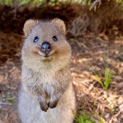Andrew (quokka of shtwt) tweet media