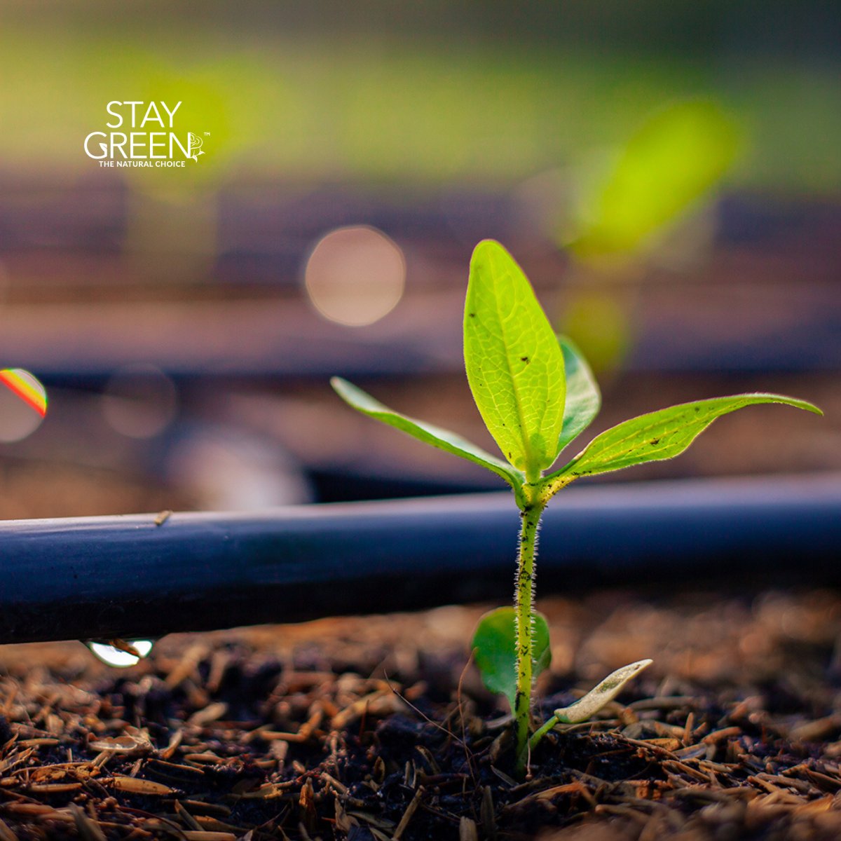 Stay Green tweet media