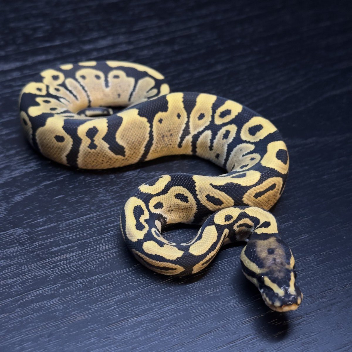 Yellow Benjamin
<a href="/Dnasty0014Y3l/">Yellow Benjamin</a> 

販売個体紹介

0.1 DG het Pied
¥100,000

Yellow Benjamin staff しゅん座
<a href="/chefqanaguma/">Yellow Benjamin しゅん座</a> 
お問い合わせはDMにて
このアカウントにお願いします。

#YBCB
#YellowBenjamin