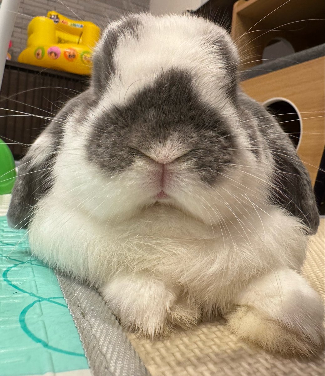 おそば🐰おれお tweet media
