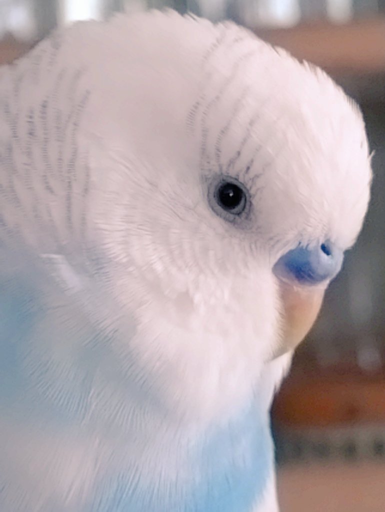 チラッ #セキセイインコ