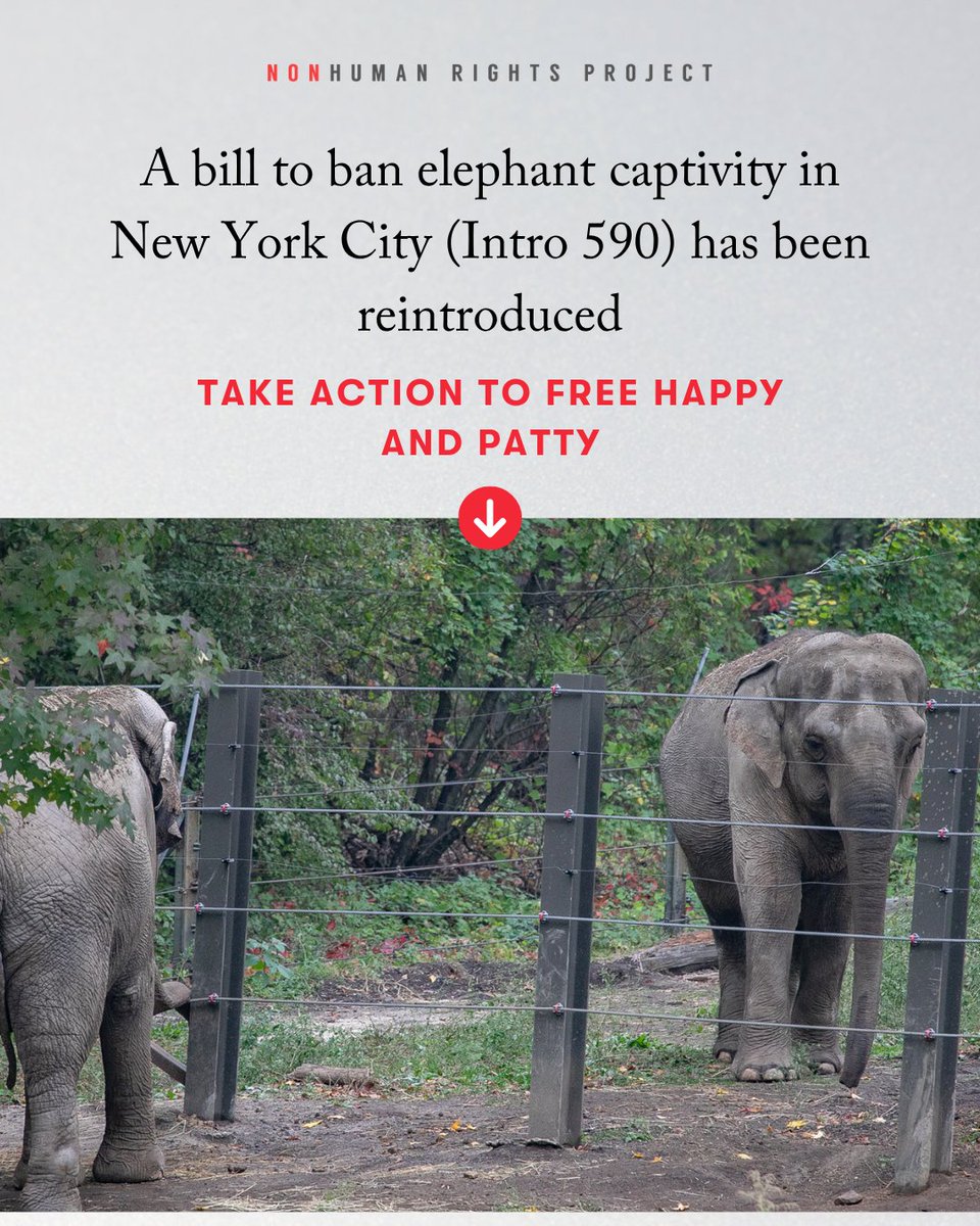 NonhumanRights's tweet photo. A bill to ban elephant captivity #Intro590 was reintroduced in the NYC Council. It requires those holding elephants captive in NYC to relocate them to a sanctuary. #NYC residents ONLY ➡️ Contact your council member &amp; ask them to support this bill: https://t.co/h8hs81dhLO https://t.co/sJxqqheffD