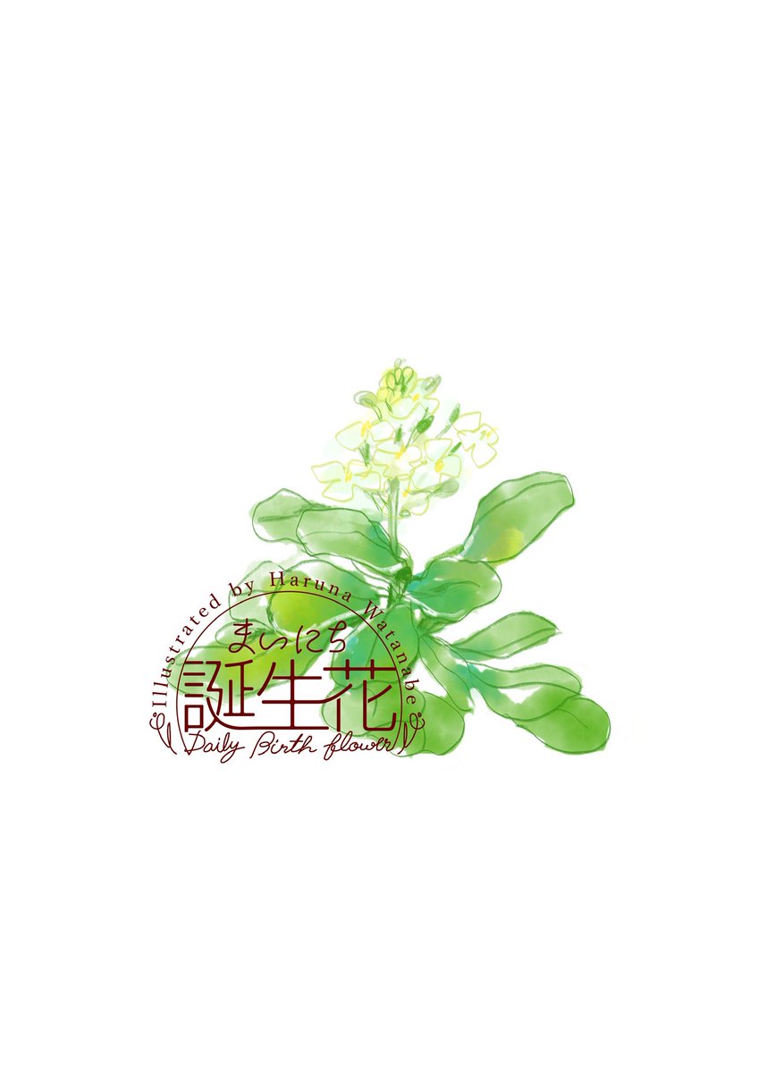 「5月8日 クレソン 花言葉 活力 #1日1絵 #まいにち誕生花」|渡邊 春菜のイラスト