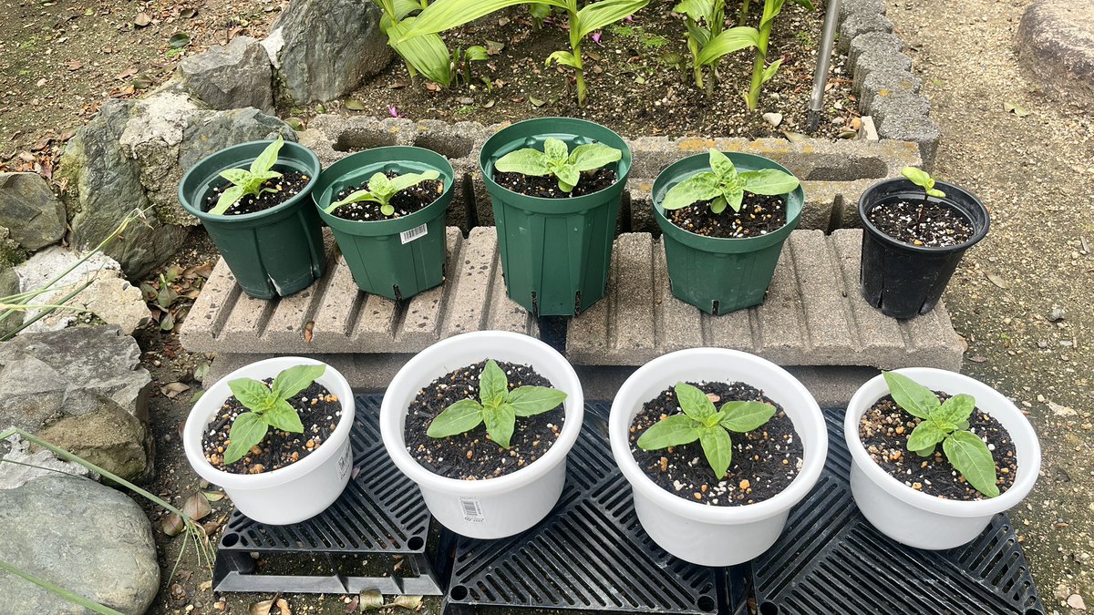種を貰ったうちの🌻もぼちぼちと成長中 最後の一枚📱はタンタンの