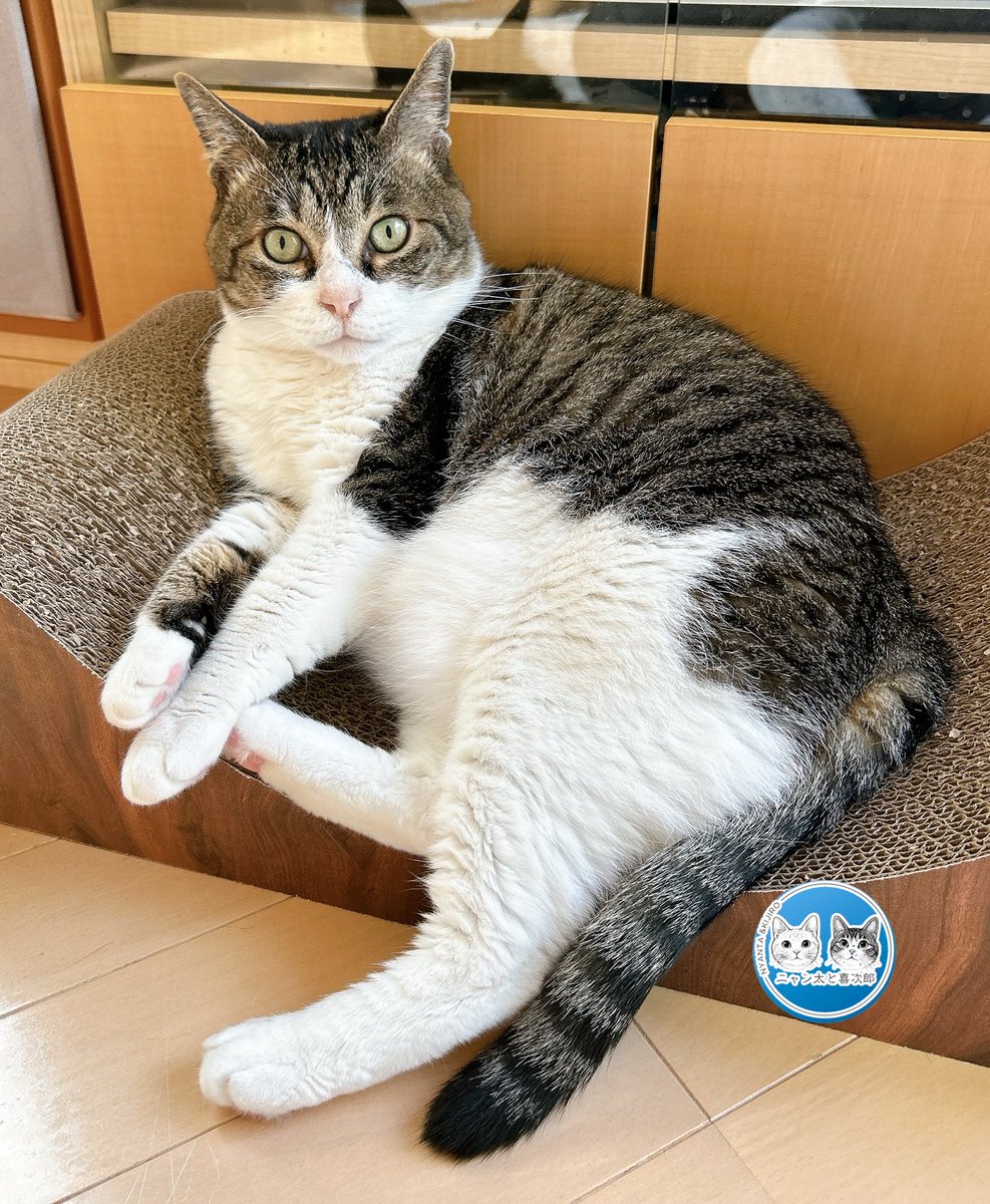 え？ボクちん 明日健診にゃの!?Σ(꒪ȏ꒪) #キラキラ金曜日 #猫のいる