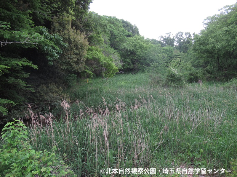 埼玉県自然学習センター【公式】 tweet media