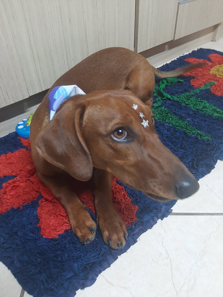 mini divo foi tomar banho no pet shop e voltou servindo cunt