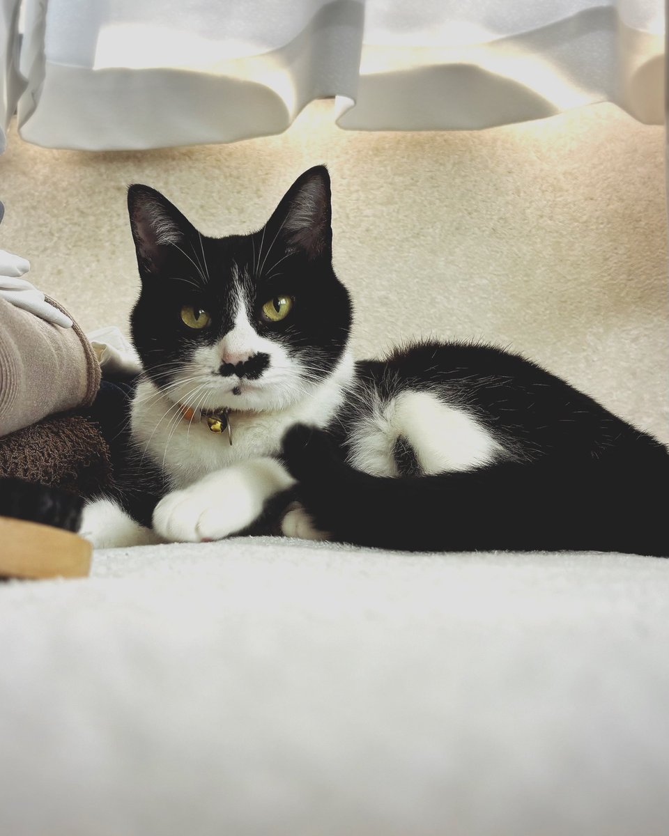 kkof3's tweet photo. おはようにゃん🐈‍⬛☀️☔️☁️
お久しぶりにゃ♡
#ハッチィとの日々　
#保護猫 
#はちわれねこ 
#猫のいる暮らし https://t.co/eaui6mZ91K