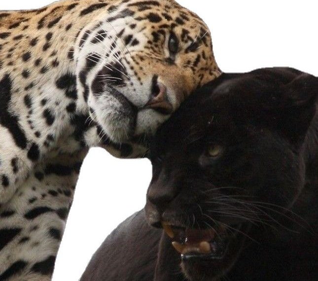 noir 🐆 tweet media