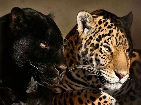 noir 🐆 tweet media