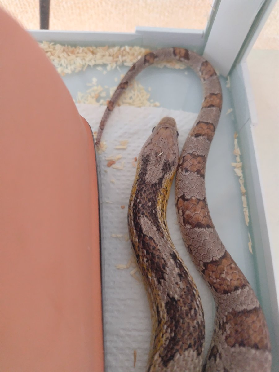 イサハ🐢🐍🦎 tweet media