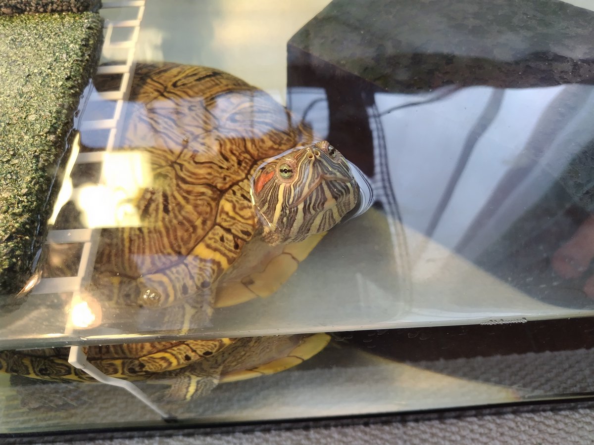 イサハ🐢🐍🦎 tweet media