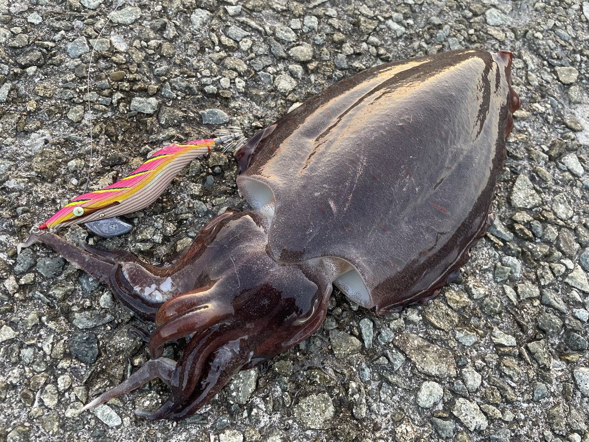 kazuma_wb's tweet photo. Shore casting.
Squid game.
#餌木猿 https://t.co/9zcIQIphwt