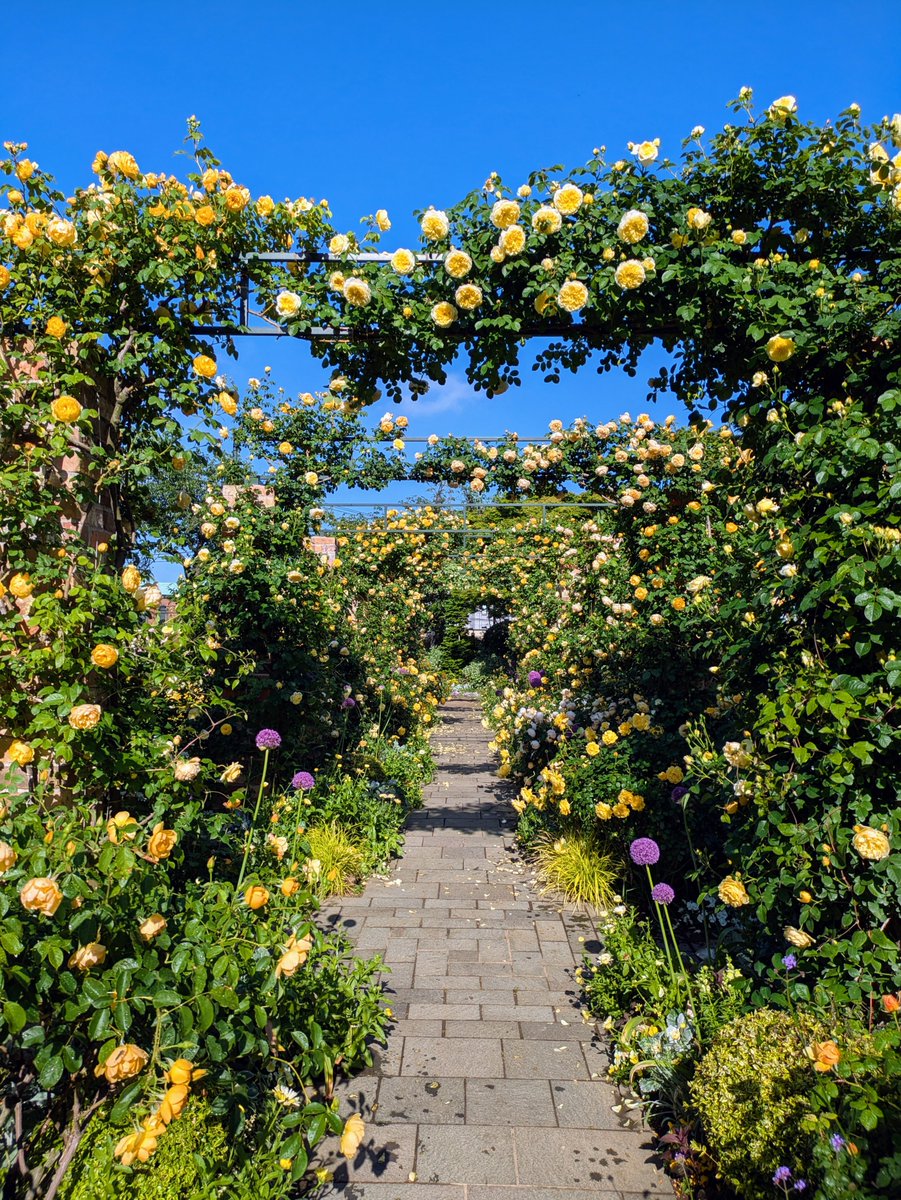 iwamotoy's tweet photo. 港の見える丘公園
平日はゆっくり薔薇の香りを堪能できます
#港の見える丘公園 
#港の見える丘公園ローズガーデン 
#薔薇 https://t.co/ekOv0s1ejX