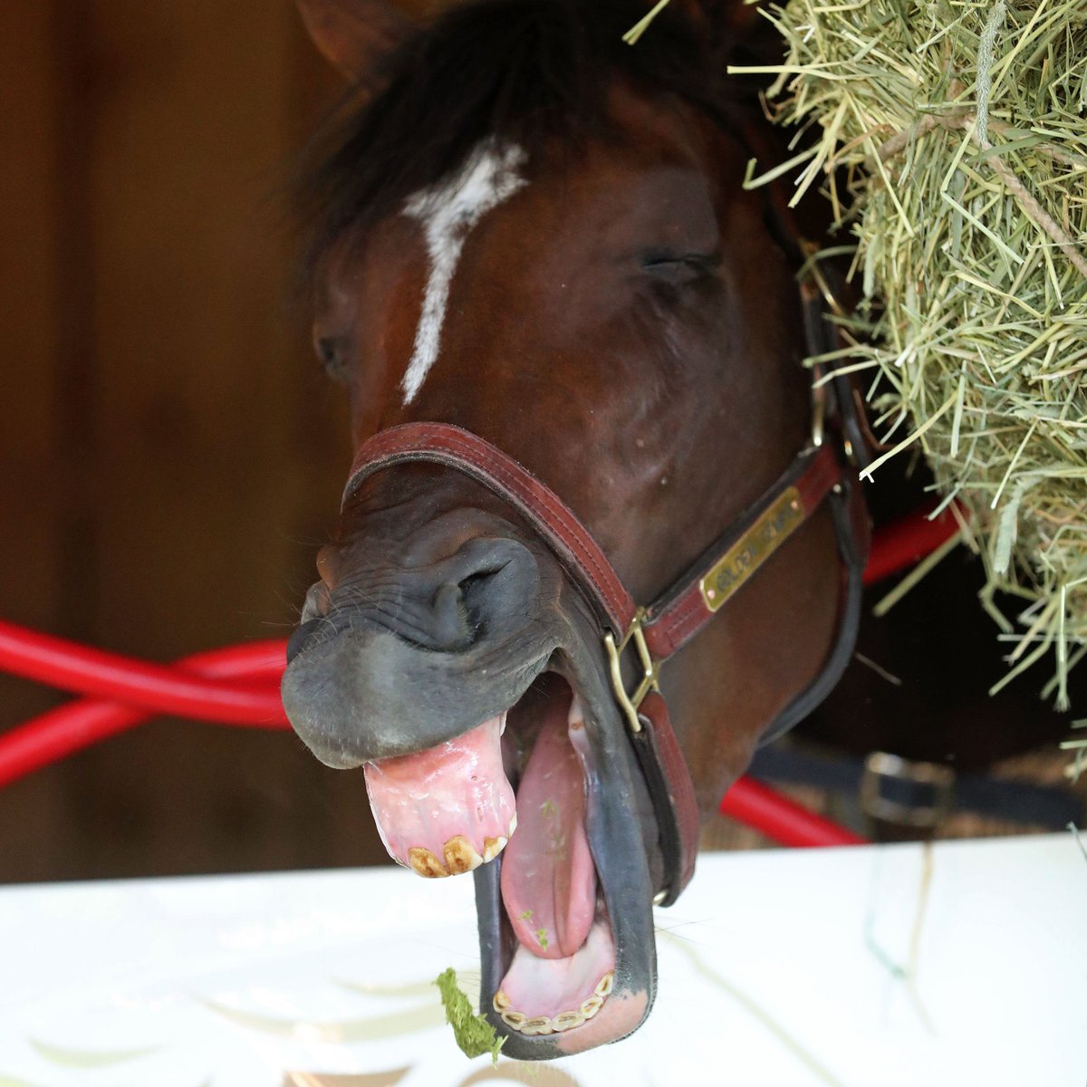 Kentucky Derby tweet media