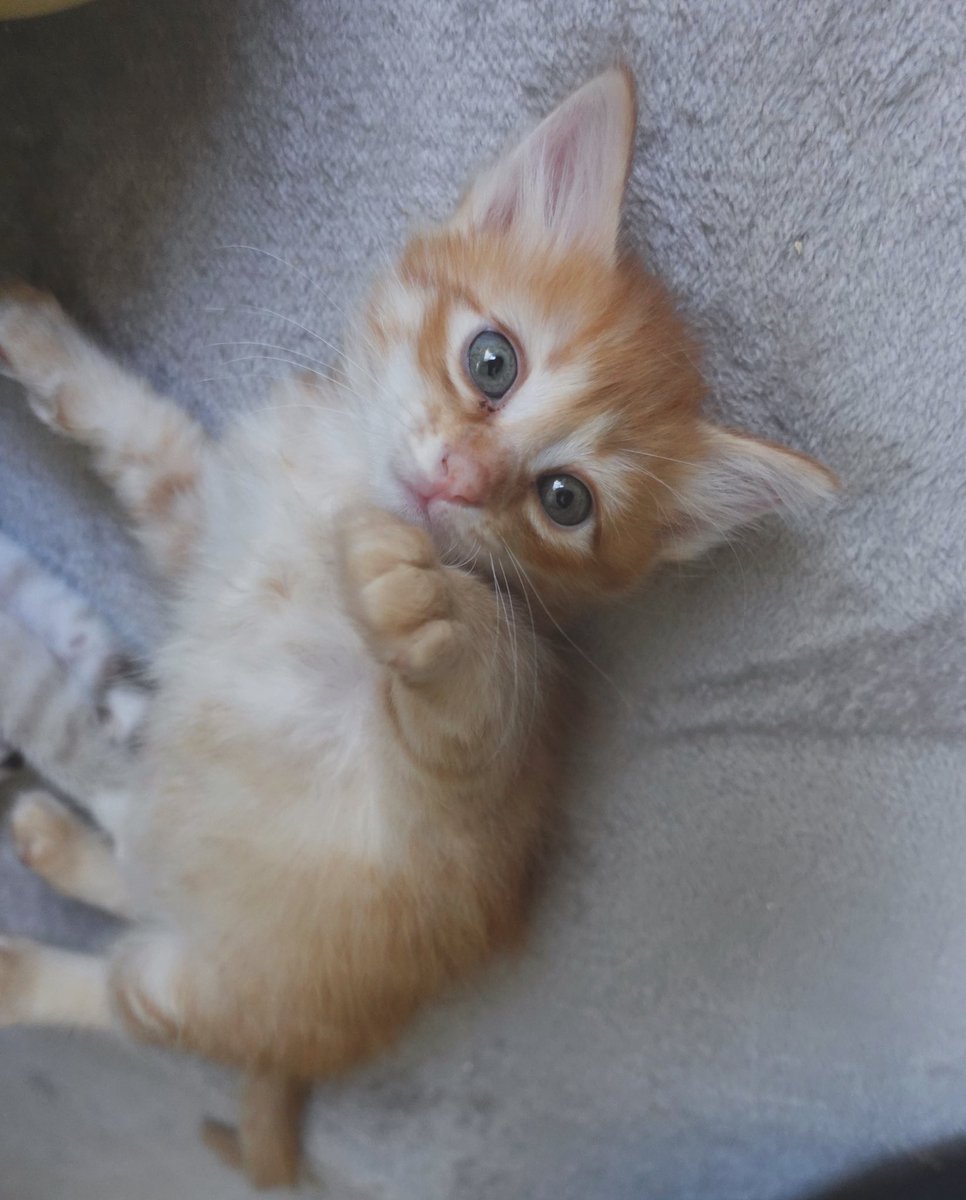 ねこかます tweet media