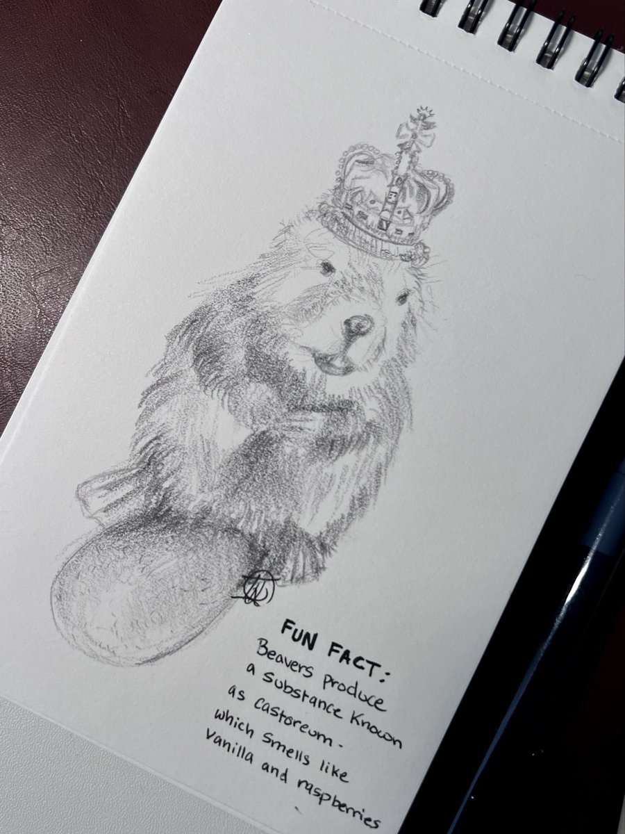 Peach_Sweats's tweet photo. Home sick today so I decided to draw a beaver wearing a crown. #pencilsketch https://t.co/1YTfC2T1e6
