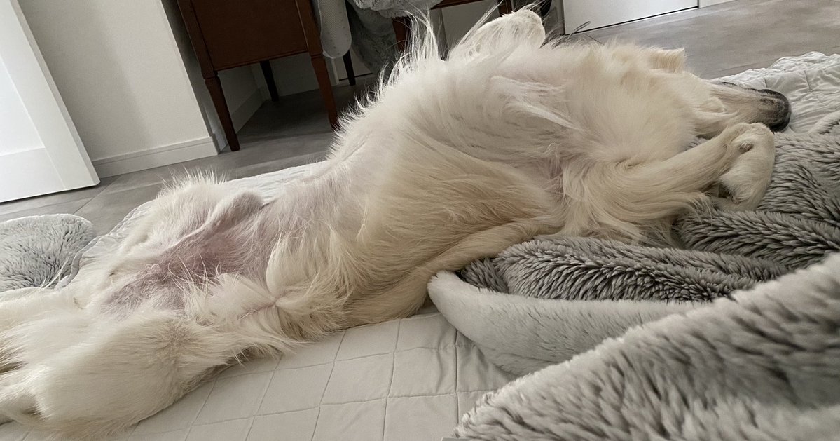 Aslan🐶 tweet media