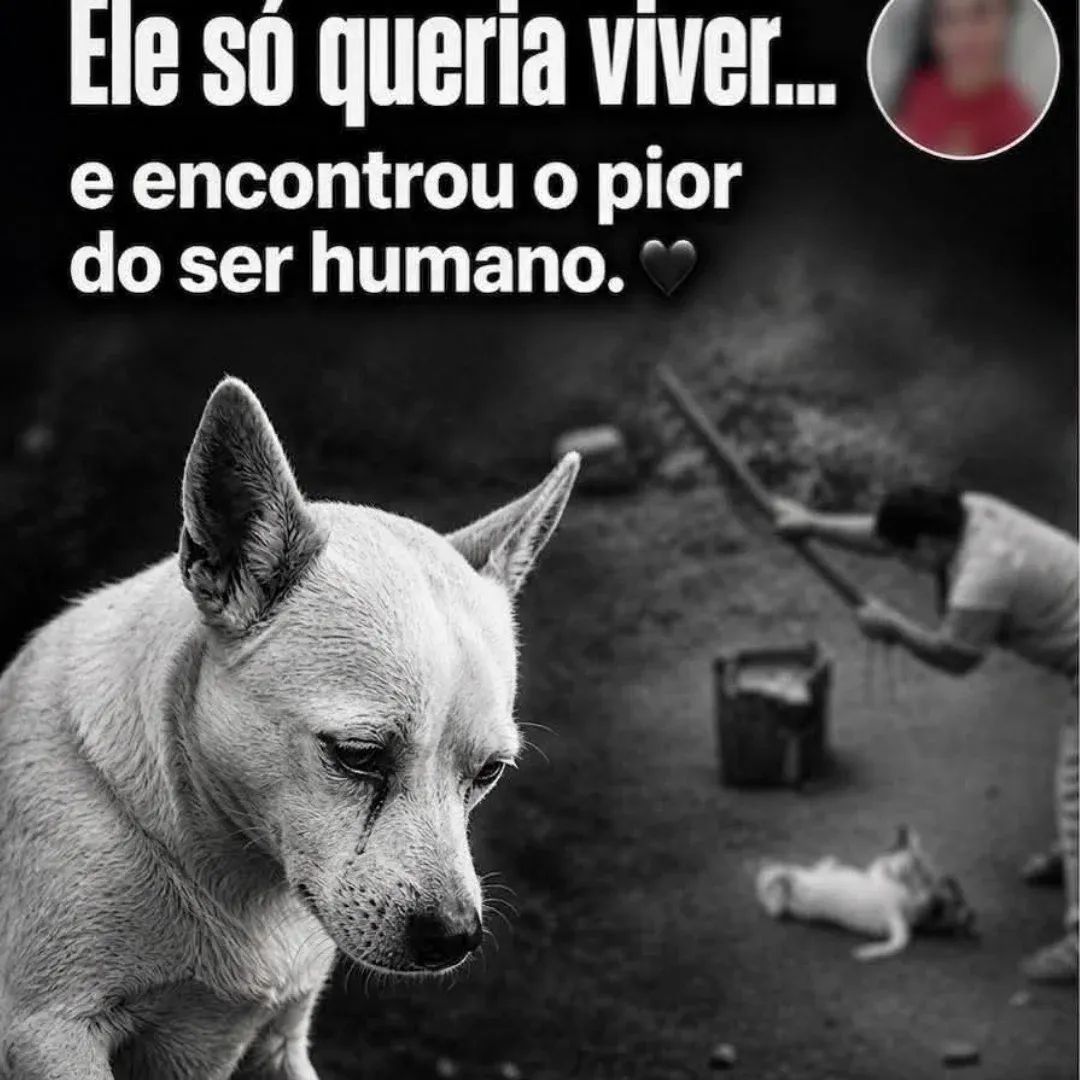 lbeatrizaguiar's tweet photo. 💔🐾🐾
O pior do ser humano se revela quando ele mata sem piedade quem não pode se defender....
Que essa assassina nojenta, pague pelo que fez!
😢😢
#NãoMaisMausTratos 
❤️🐾🐾 https://t.co/iLIDUfaUlQ