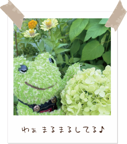 かえるのピクルス/pickles the frog (@picklesthefrog6) / Posts / X