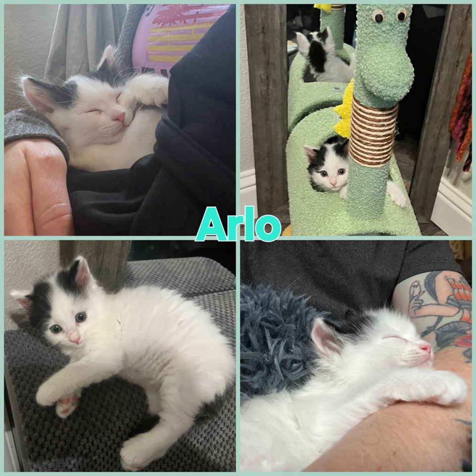 IBRescue's tweet photo. We're saving lives, two kittens at a time. Join us in making a difference! Help us create more happy #gotchadays like Arlo and Tune finding their together #fureverhome
https://t.co/poWyTasn4n
#BDOG2026 #donationssaveslives #ittakesavillage #gratitude https://t.co/eNnWpgPm4J