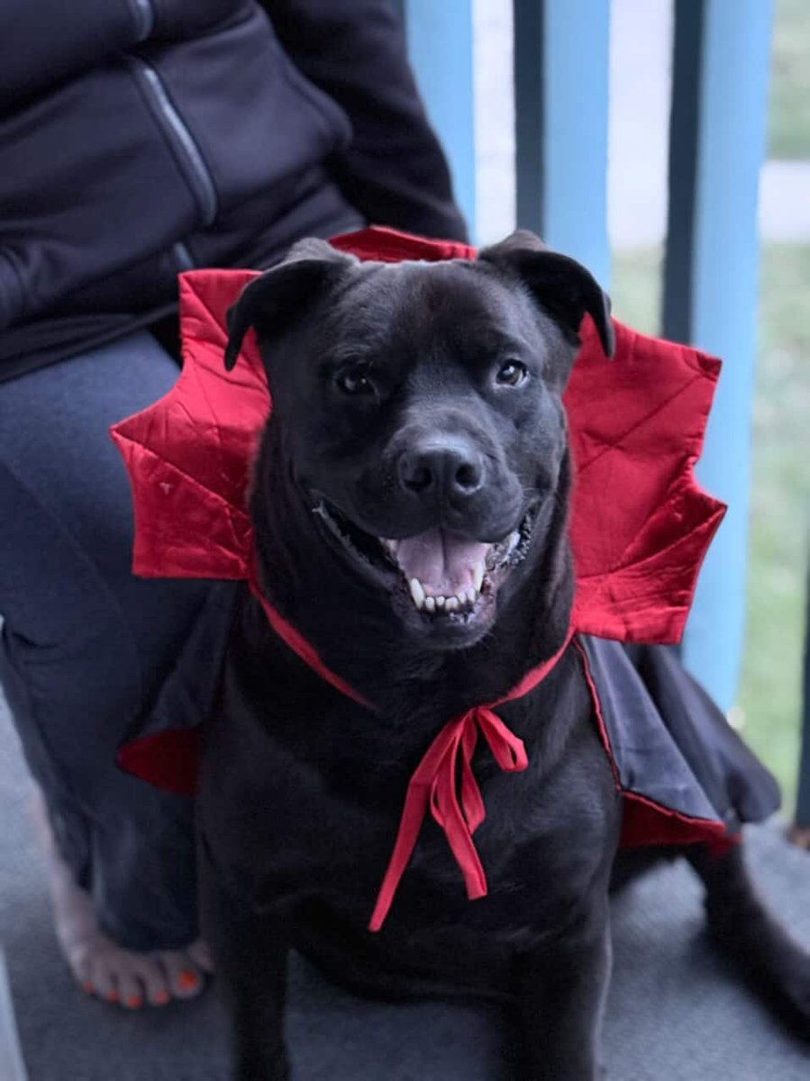 Calgary Humane Society tweet media