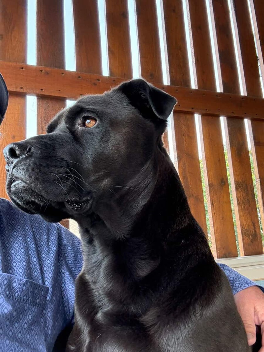Calgary Humane Society tweet media