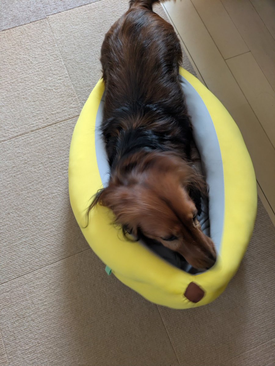 今日も頑張って入ろうとしています🍌
#ミニチュアダックスフンド
#ちょっと小さい