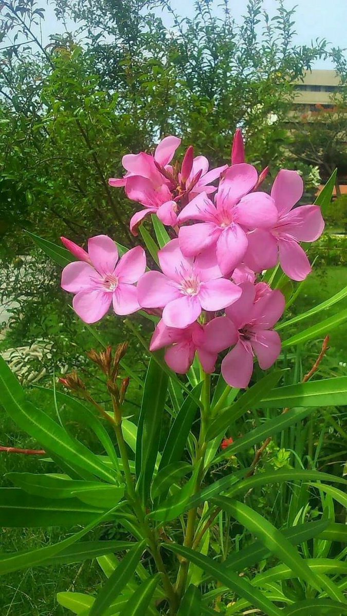 Good Morning 🌞
May your day be filled with happiness, positivity, and success.
Keep smiling and shine like the morning sun