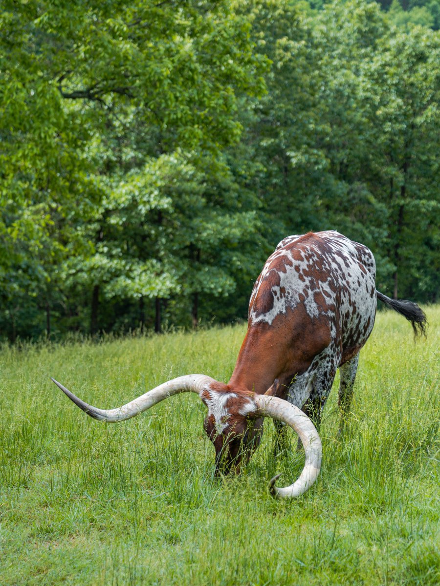 VisitMO's tweet photo. With trails, waterfalls, streams and big Ozark views, guided tram tours at @DogwoodCanyon Nature Park make spotting bison and elk all part of the adventure. 🦬🌿🦌 Discover more outdoor family fun: https://t.co/rqOkhcO5UL 

— Mo #ThatsMyMO https://t.co/2WJp4iZrJV