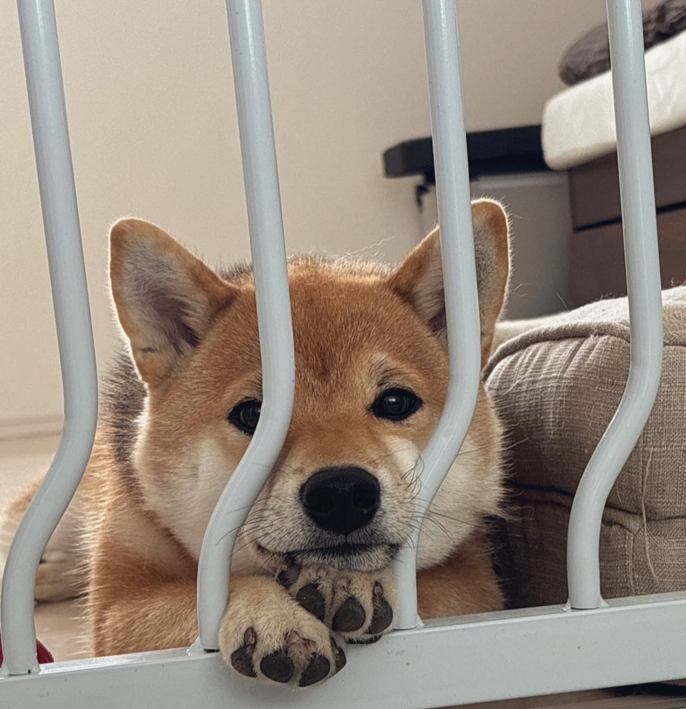 柴叉クロ tweet media