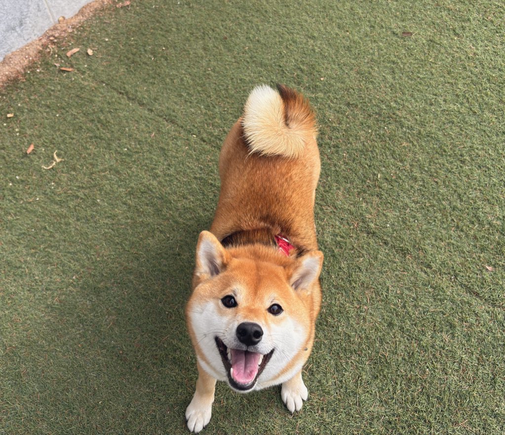 本日5月8日にスズが2歳になりました😊
里親としてお迎えしてから早いもので2年
本当にあっという間の2年間でした🥹
これからもよろしくお願いします₍₍(  ´ ᵕ `  *)⁾⁾