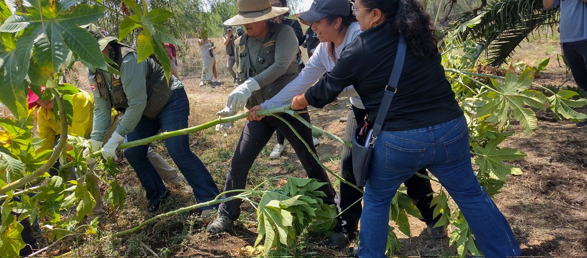 ChaponerosCE's tweet photo. Hay gente q solo acudió a tomarse la foto y presumir q estuvo ahí, pero la Alcaldesa @ALEIDAALAVEZ la Directora de Desarrollo Sustentable @adribuscas y el incansable JUD de Impacto Ambiental TRABAJANDO por más de 3 hrs con nosotr@s TENEMOS ALCALDESA https://t.co/FJNqYNNHGm