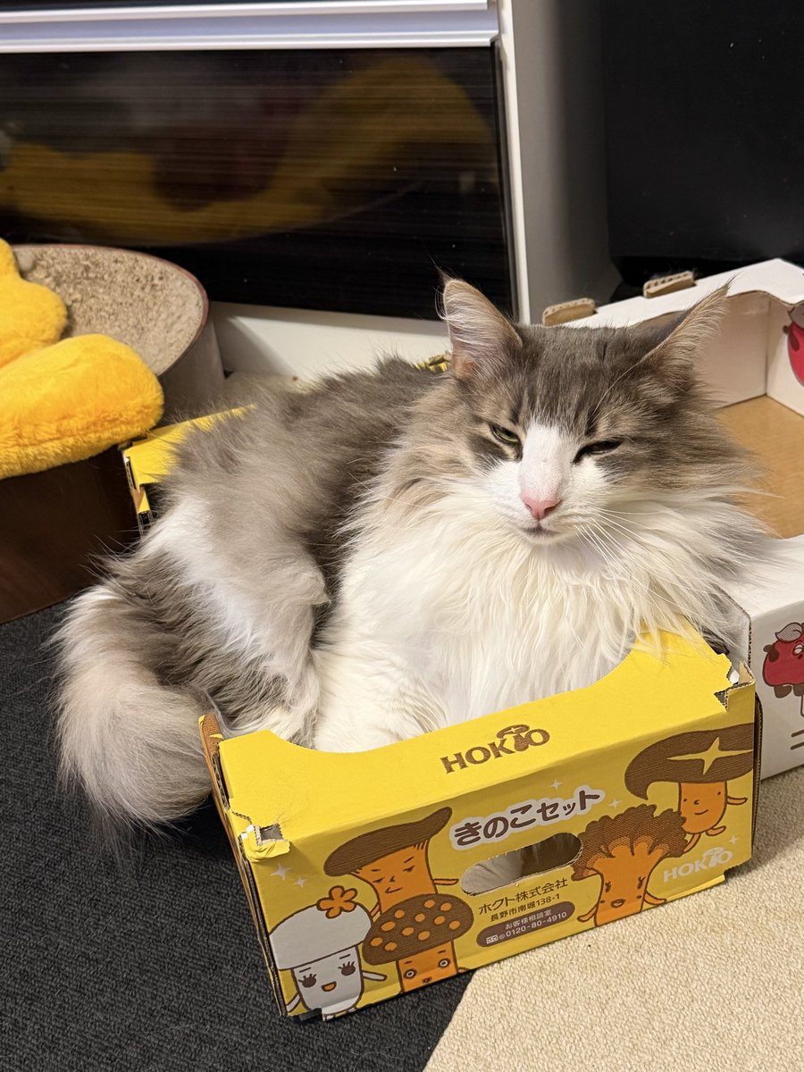 🐈‍⬛ななこ🐾猫と闘病 tweet media