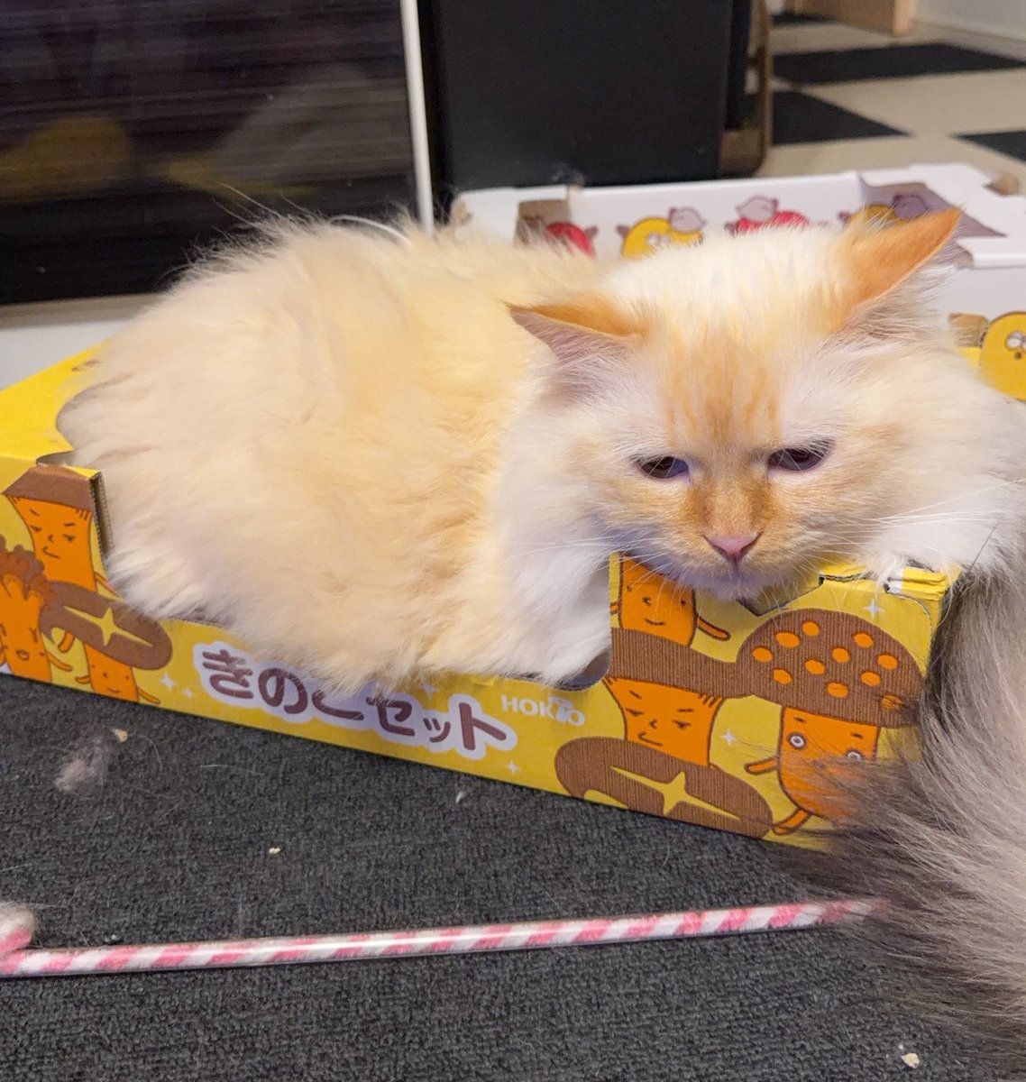 🐈‍⬛ななこ🐾猫と闘病 tweet media