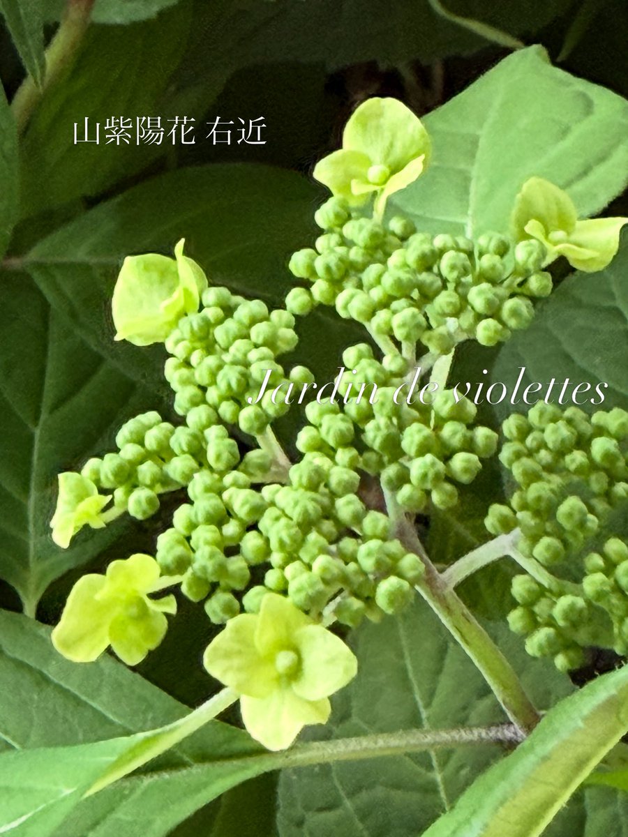 山紫陽花 右近✨ 凛とした ライムグリーンの美しい花姿 華奢な枝振りと
