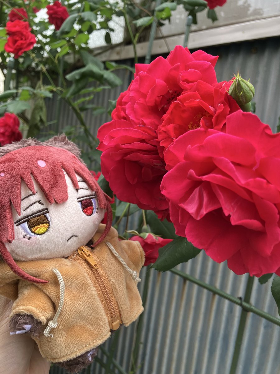 クマリン、今年もバラ咲いたよ🌹

#クマリン
#マリンぬい