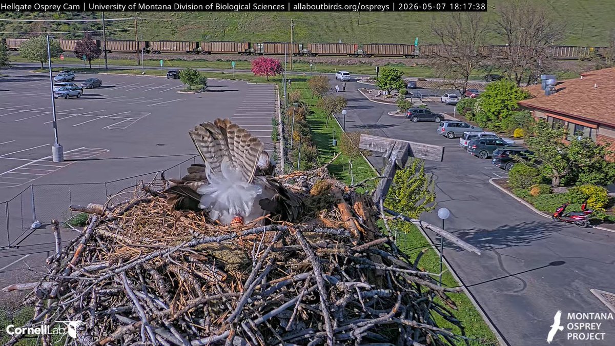Hellgate Osprey tweet media