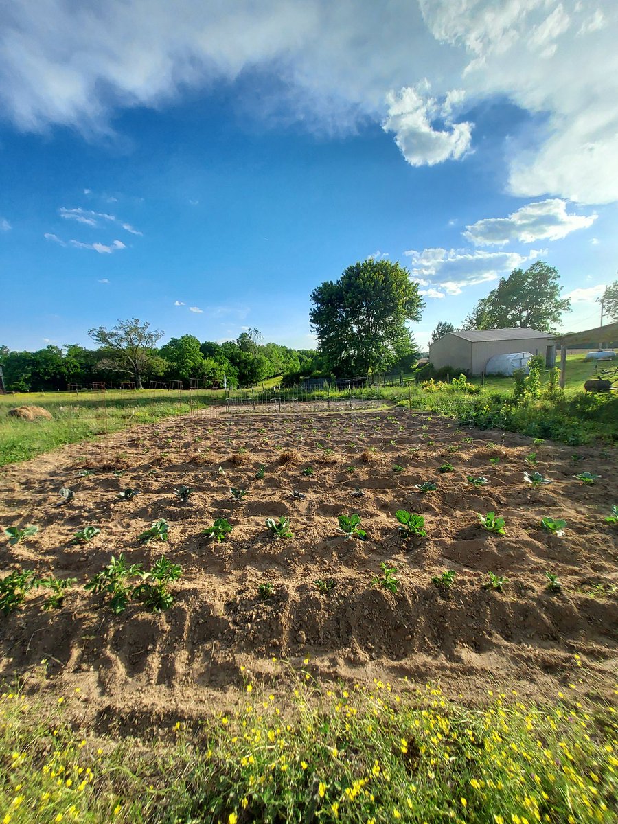 JakeMorgan59091's tweet photo. The Garden of 2026 n everythng we have planted Fer this year..#Maters🍅#Taters🥔 #Corn🌽 n etc n lots more, it'll be a great garden this year..
#CounTrySide🤠🇺🇸🦌
#Merica🇺🇸🇺🇸🇺🇸
#YeeYee🦌🇺🇸🦃🎣
..2026 https://t.co/r2IRpZ43VV