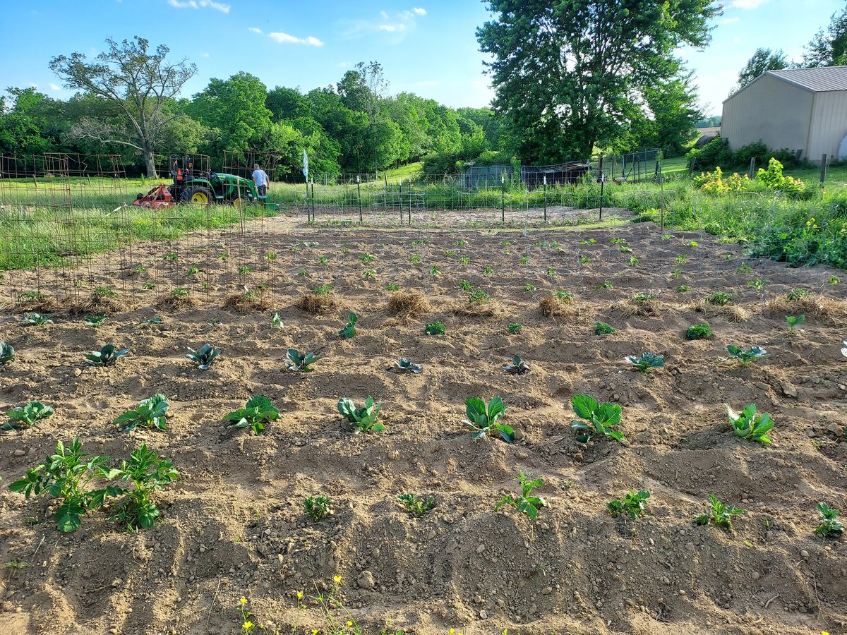 JakeMorgan59091's tweet photo. The Garden of 2026 n everythng we have planted Fer this year..#Maters🍅#Taters🥔 #Corn🌽 n etc n lots more, it'll be a great garden this year..
#CounTrySide🤠🇺🇸🦌
#Merica🇺🇸🇺🇸🇺🇸
#YeeYee🦌🇺🇸🦃🎣
..2026 https://t.co/r2IRpZ43VV