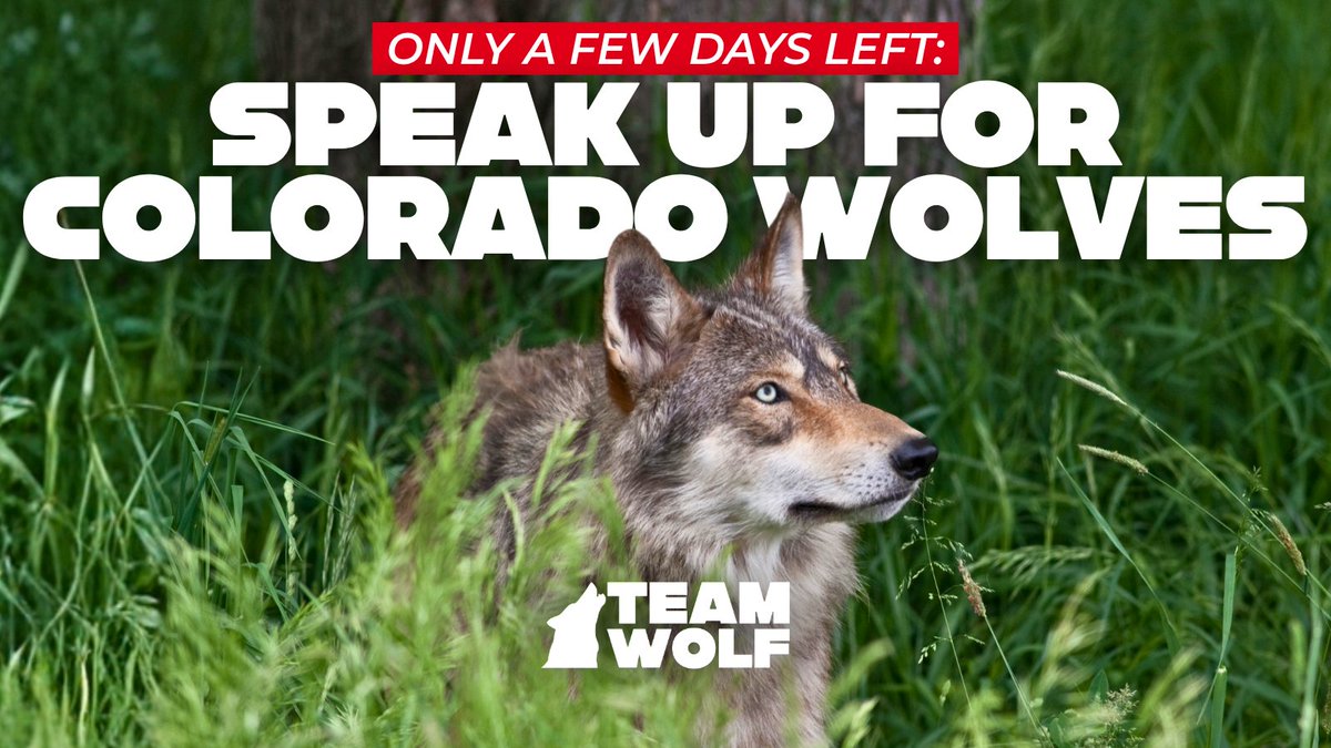 Team Wolf tweet media