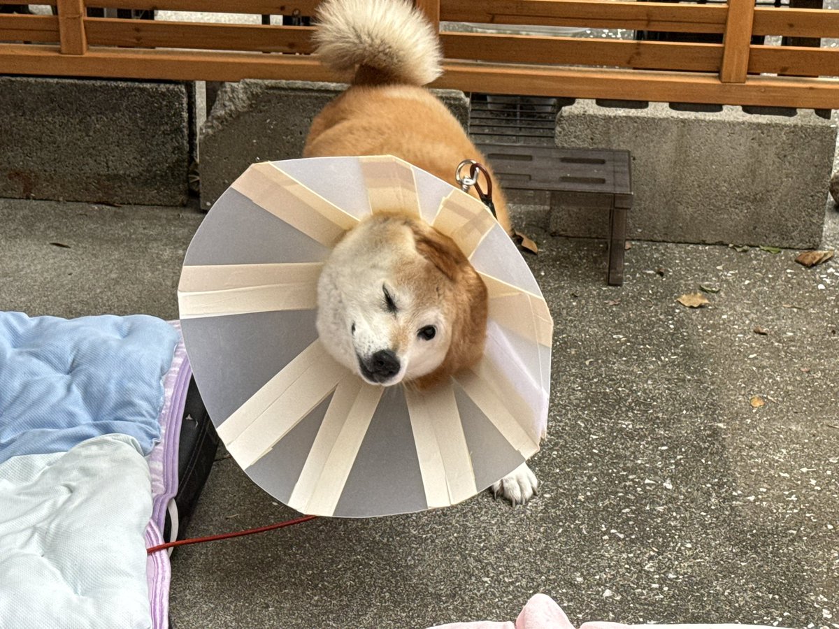 YumeShibainu510's tweet photo. ドリドリドリルゥウウウウッ🌀 https://t.co/TSszMCTSr1